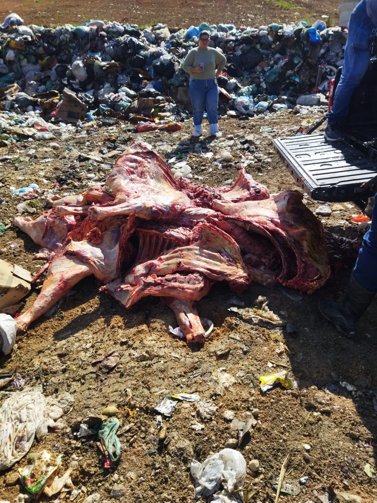 Carne bovina apreendida pela PRF e inspecionada pela ADAGRO durante operação na BR-423, Garanhuns - PE