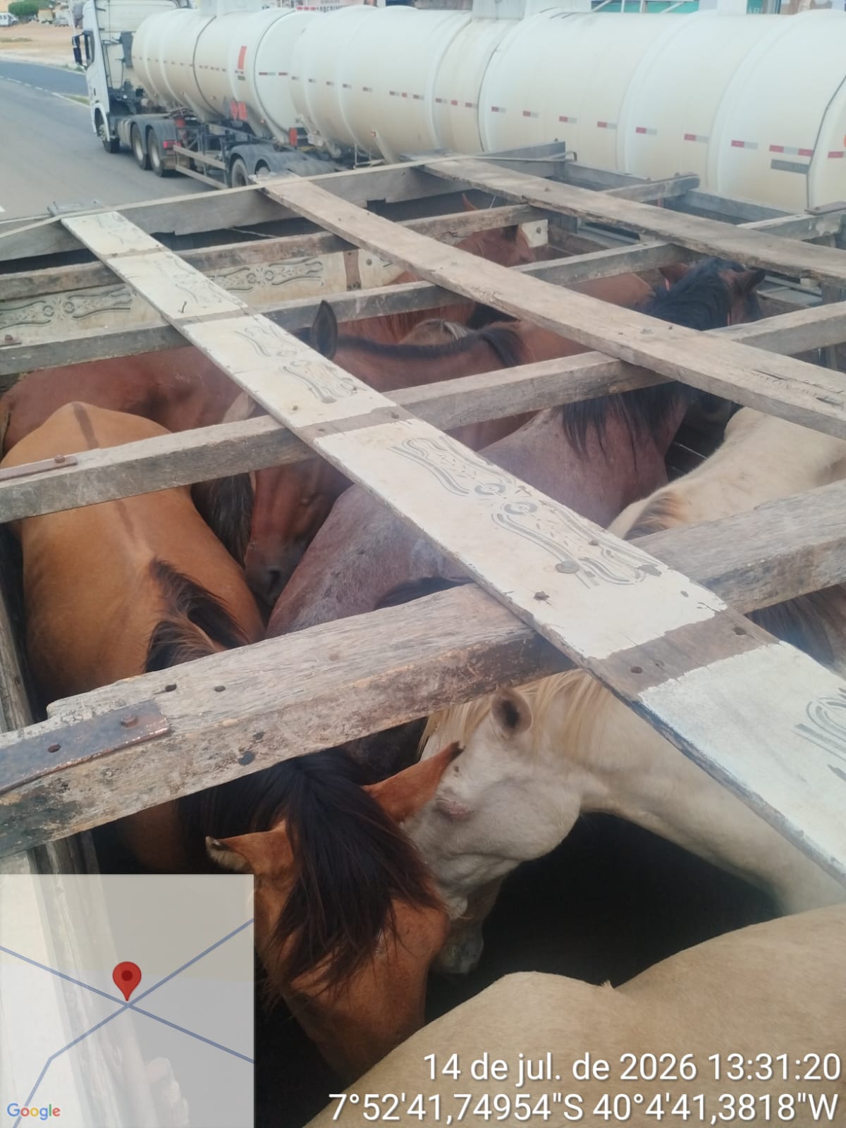 Cavalos transportados irregularmente apreendidos pela Adagro em ação conjunta com a PRF em Ouricuri