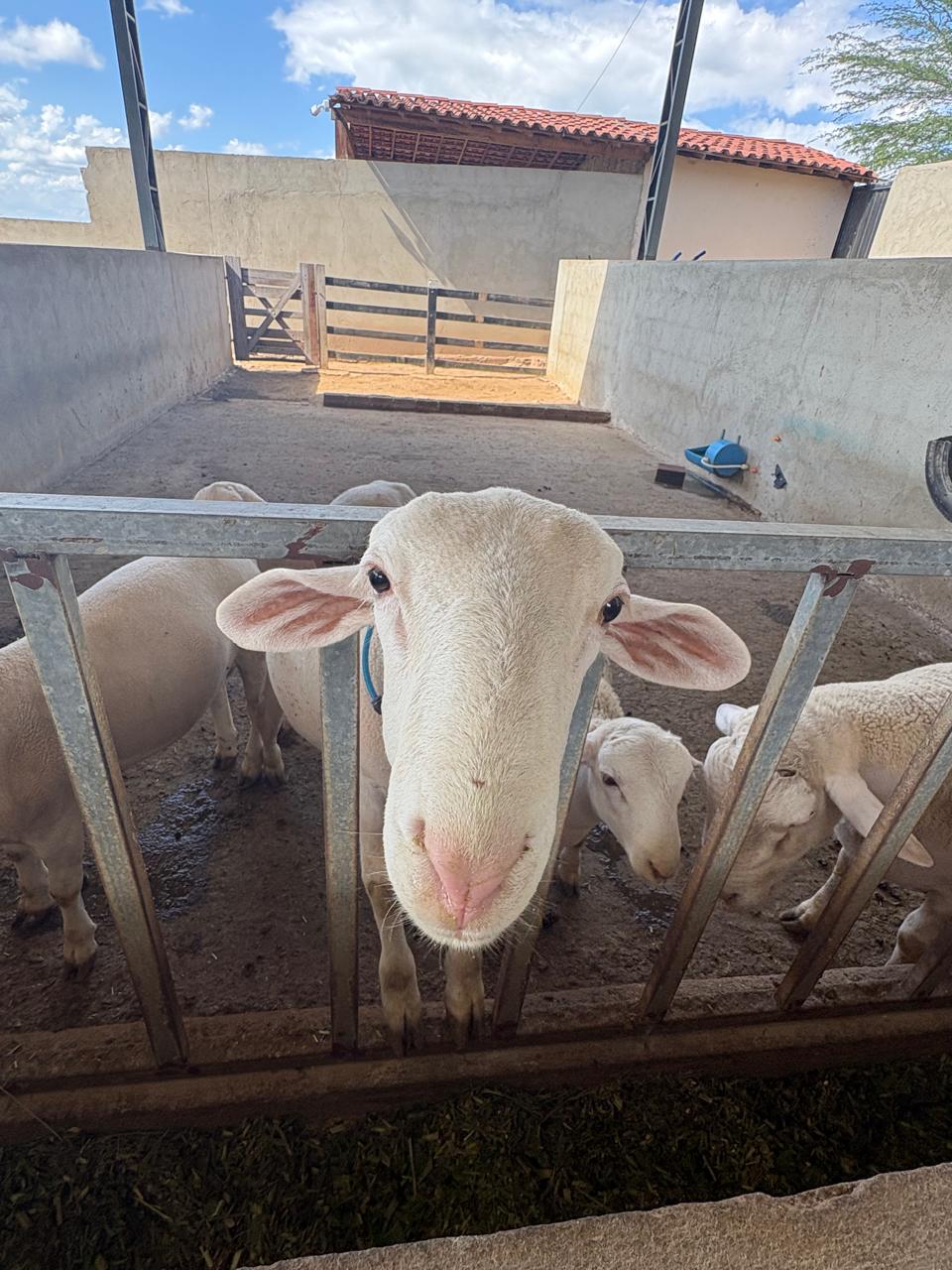 Registro das atividades de campo do estudo sorológico