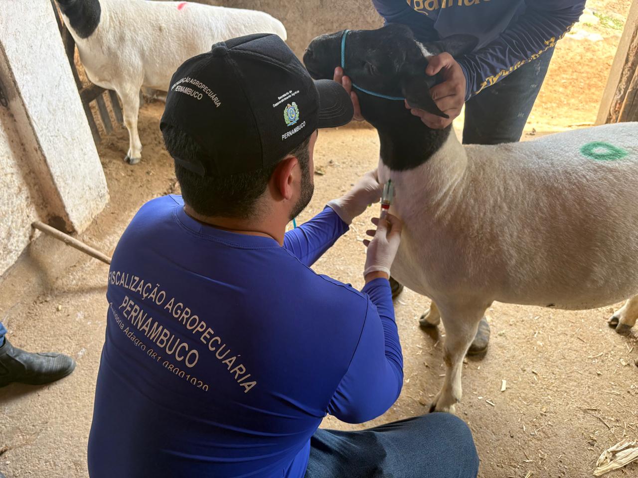 Registro das atividades de campo do estudo sorológico