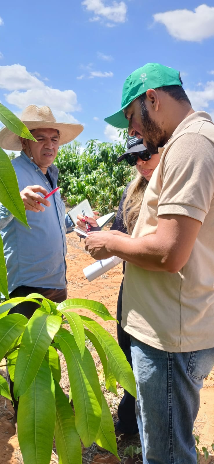 Equipe da Adagro durante fiscalização em propriedade produtora de manga