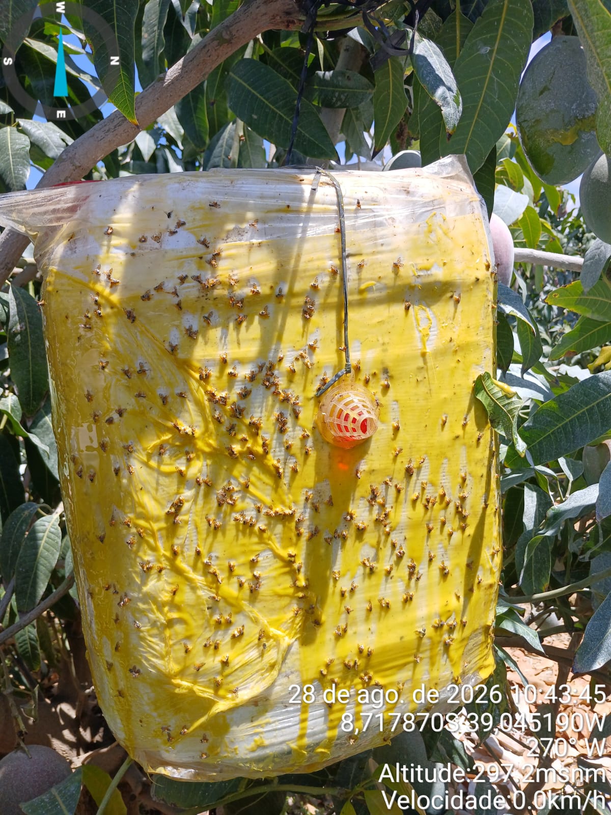 Armadilha utilizada no monitoramento de moscas-das-frutas