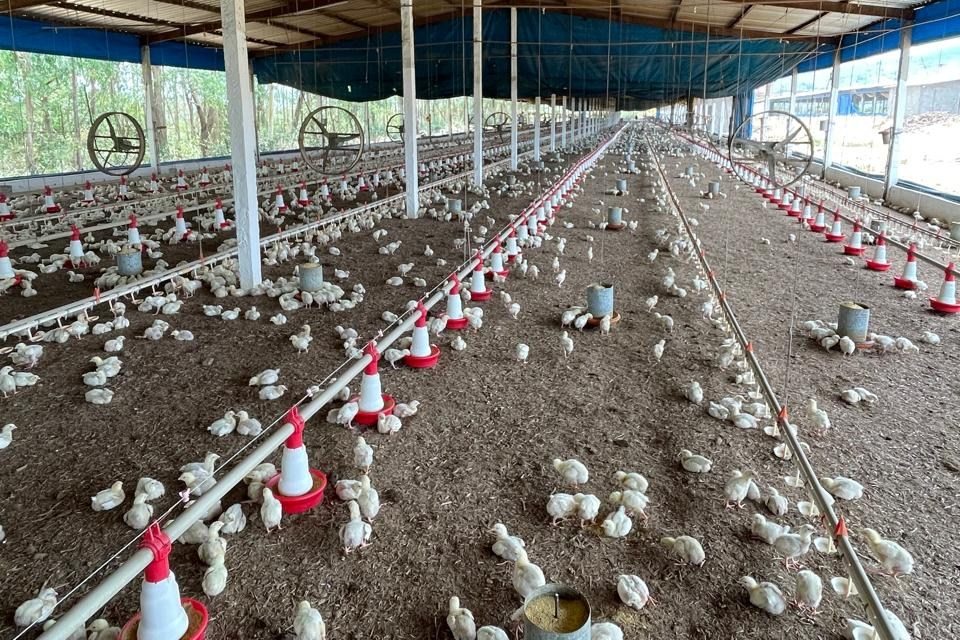 Nova portaria da ADAGRO define regras para aviários de pequena escala