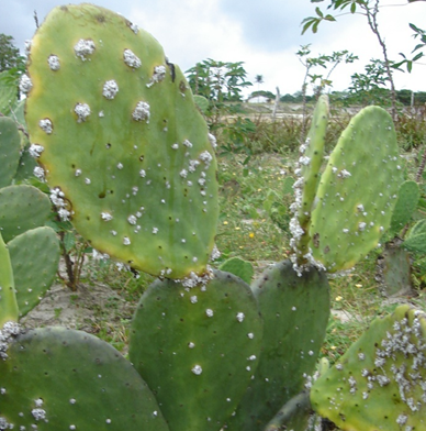 Mosca das frutas 1