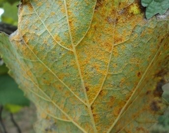 Mosca da Carambola