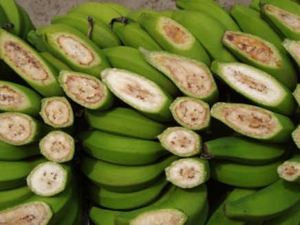 Mosca da Carambola