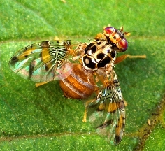 Mosca das frutas 1