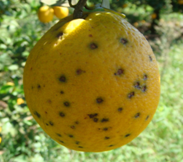 Mosca da Carambola