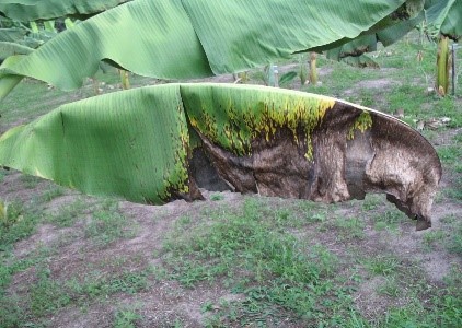 Mosca das frutas 1